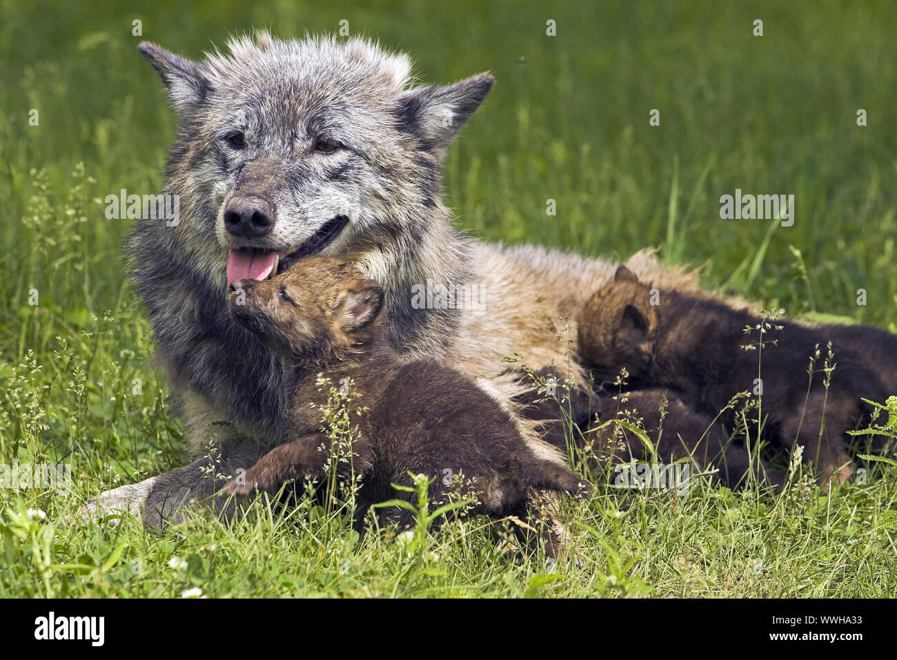 Wolf, Canis lupus, Welpen, Timberwolf, Cub, Minnesota, USA, Welpen, wolfsmutter mit Welpen, der Mutter mit Jungtieren, Welpen Stockfoto
