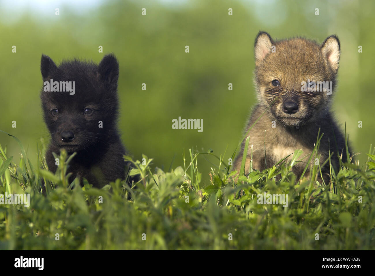 Wolf, Canis lupus, Welpen, Timberwolf, Minnesota, USA, Cub, Junge, junge Tier, junge Tiere, Tier, Tier Kinder, p Stockfoto