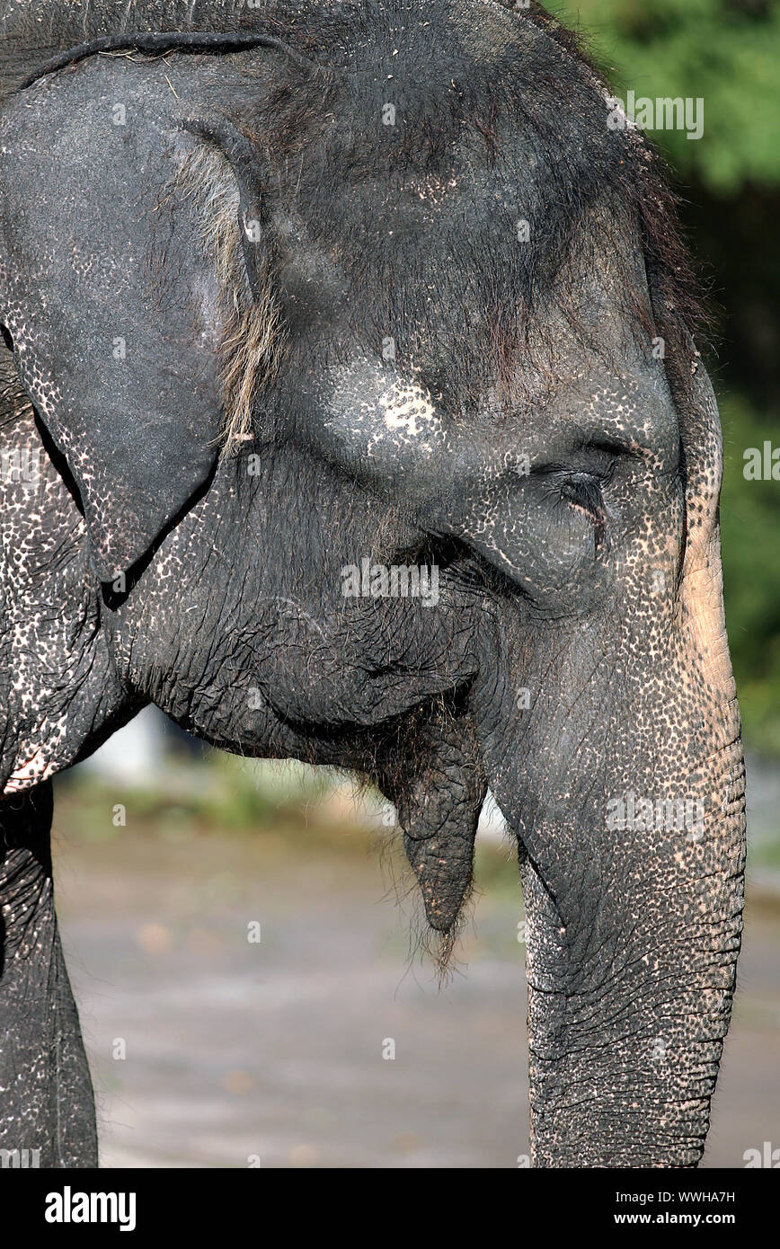 Indischer Elefant Stockfoto