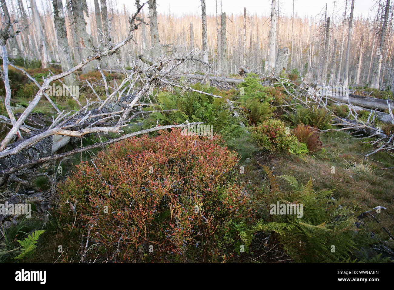 Nationalpark Bayerischer Wald, vom Borkenkaefer zerstoerte Baeume, Borkenkäfer zerstörte Wald, Deutschland, Bayerischer Wald Stockfoto