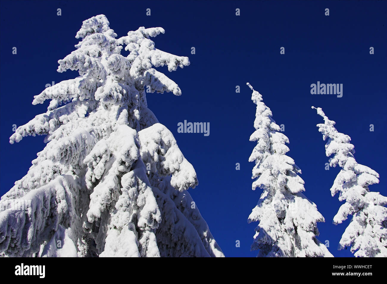 Bäume, Schnee, Nordschwarzwald, Schwarzwaldhochstrasse, Schliffkopf, Winter, Buehlertal, Baden-Württemberg, Deutschland Stockfoto