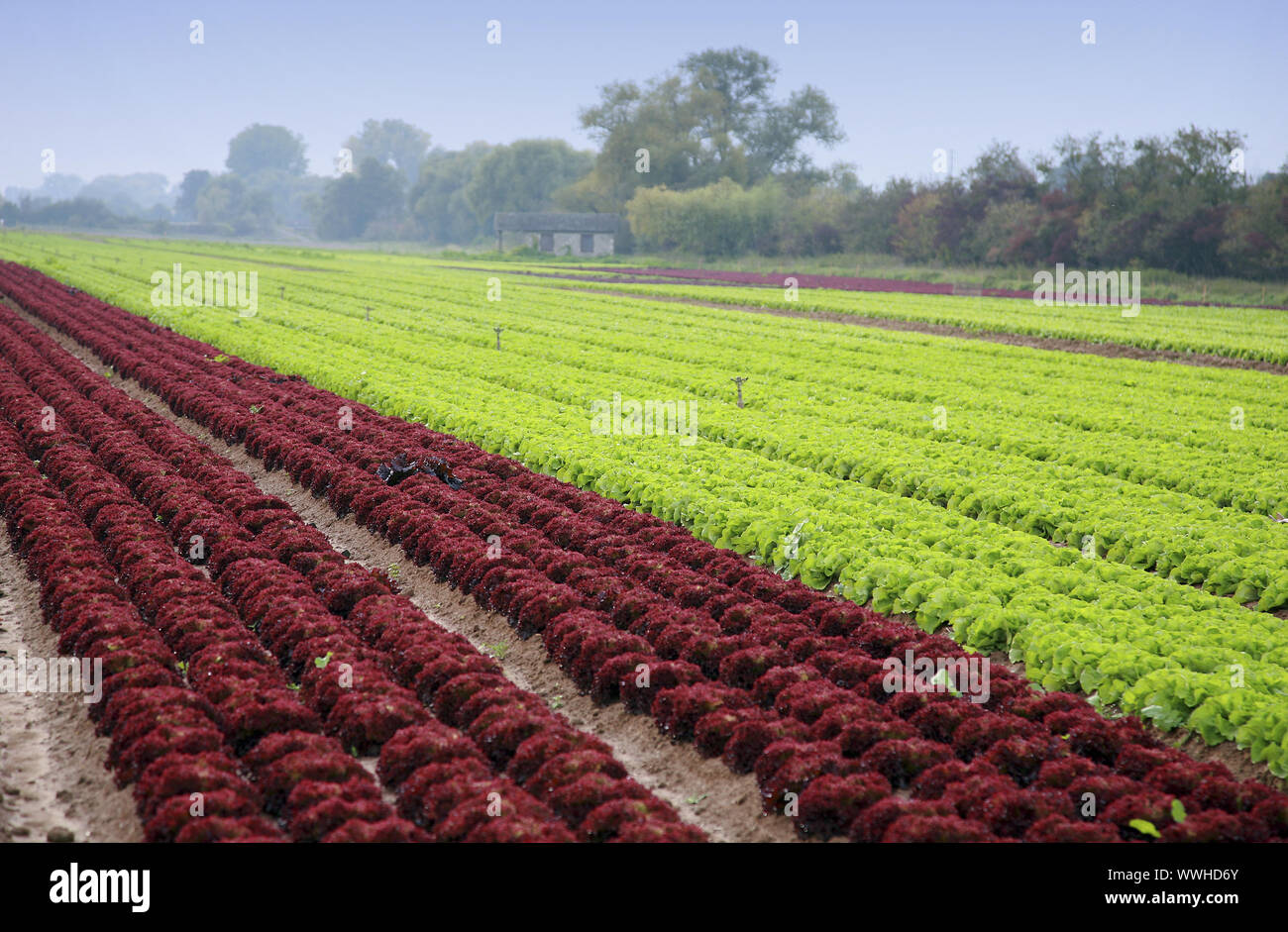 Salat-Felder Stockfoto