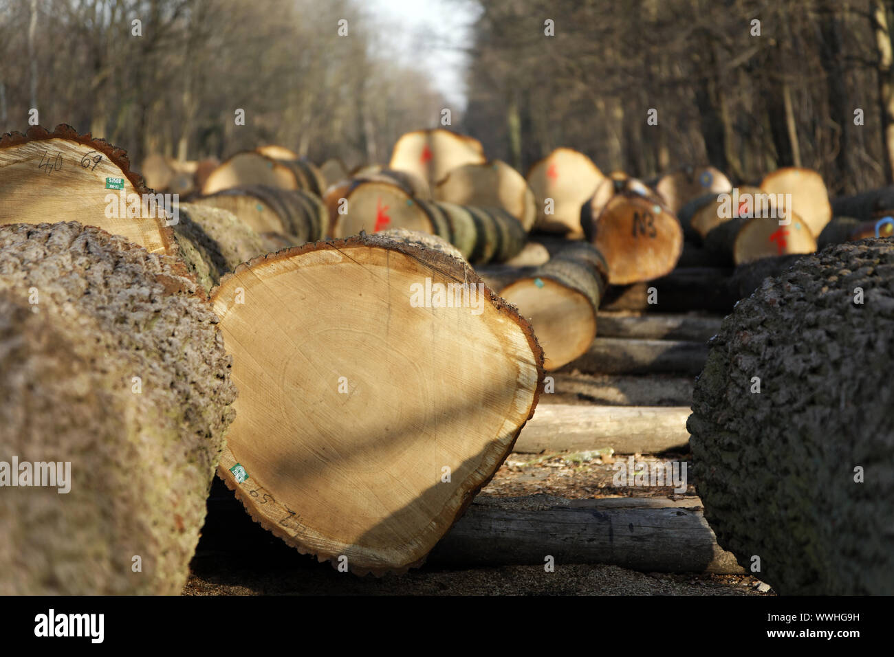 Wertvoller Hölzer store Stockfoto