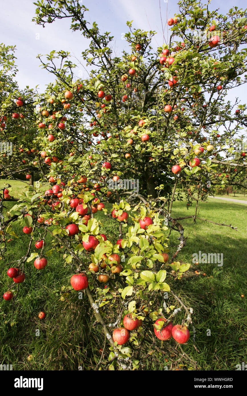Apfel, aepfel, Apfelbaum, kulturapfel, Malus, Malus Domestica, Äpfel, crabapples, Pommier, Apfel, aepfel, Apfelbaum, kulturapfe Stockfoto