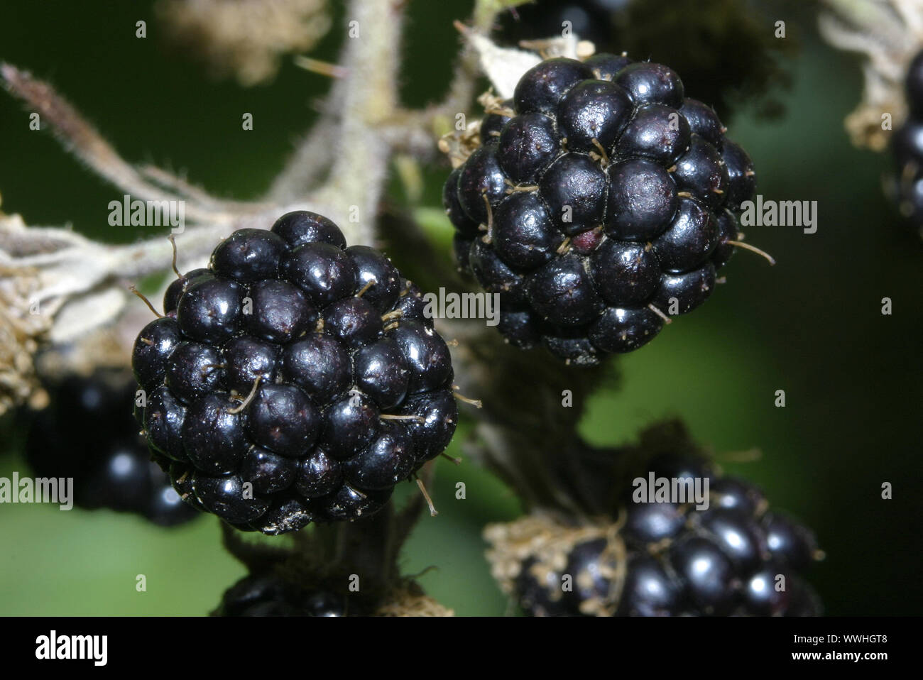 Black, Rubus fruticosus, Blackberry, scratchberry, Blackberry, Brombeere Himbeere, wild wild Blackberry, Blackberry, Rubus f Stockfoto