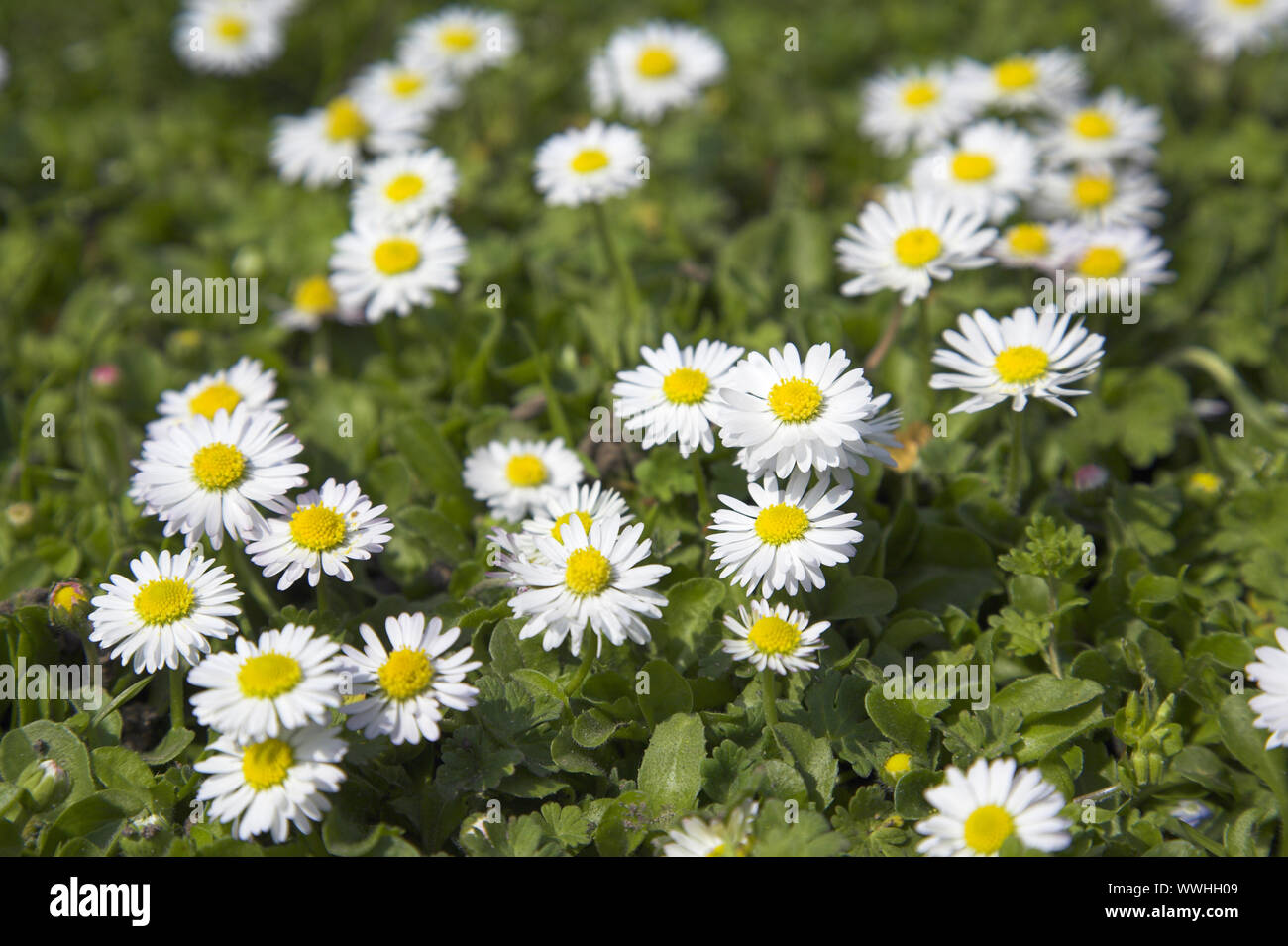 Gänseblümchen, Bellis perennis, Sonnenblumen, tausend Blumen, Narzisse, gebleicht, paqurette La chiribitta Stockfoto