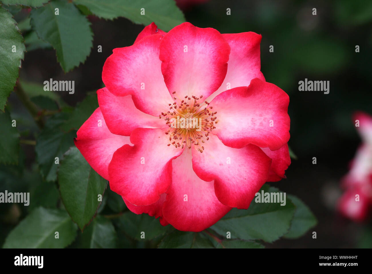 Schöne rosa und weiße Rose Blüte Stockfoto