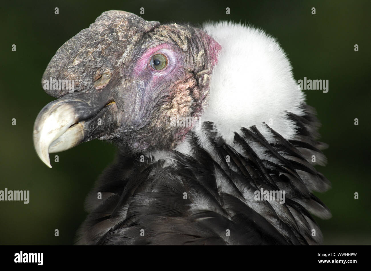 Juvenile Andenkondor Stockfoto