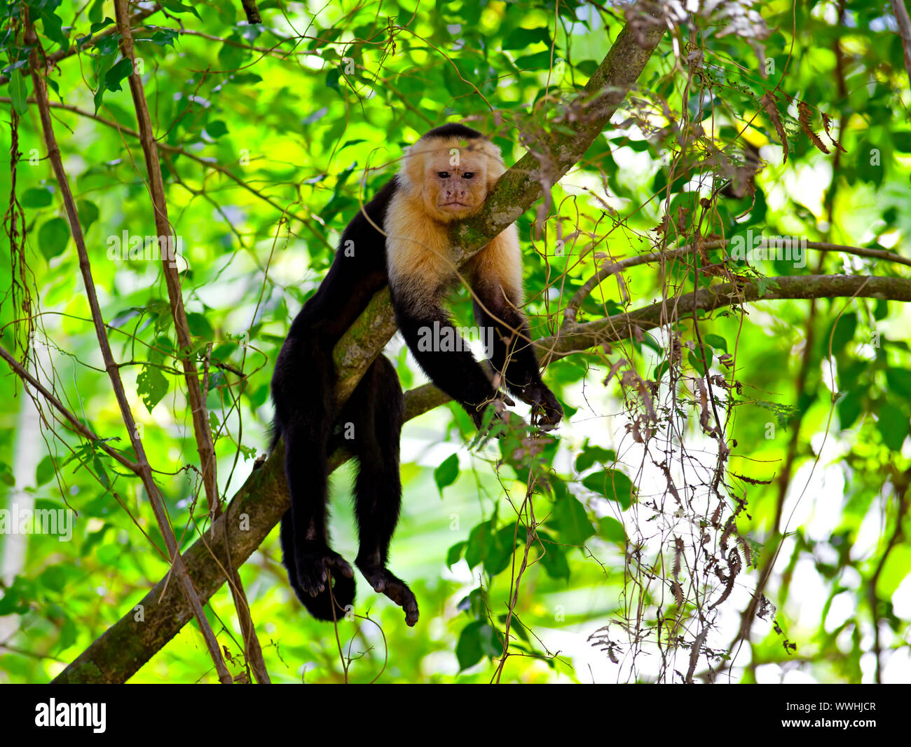 Weiß konfrontiert Kapuziner sitzen auf dem Baum, Manuel Antonio National Park Stockfoto