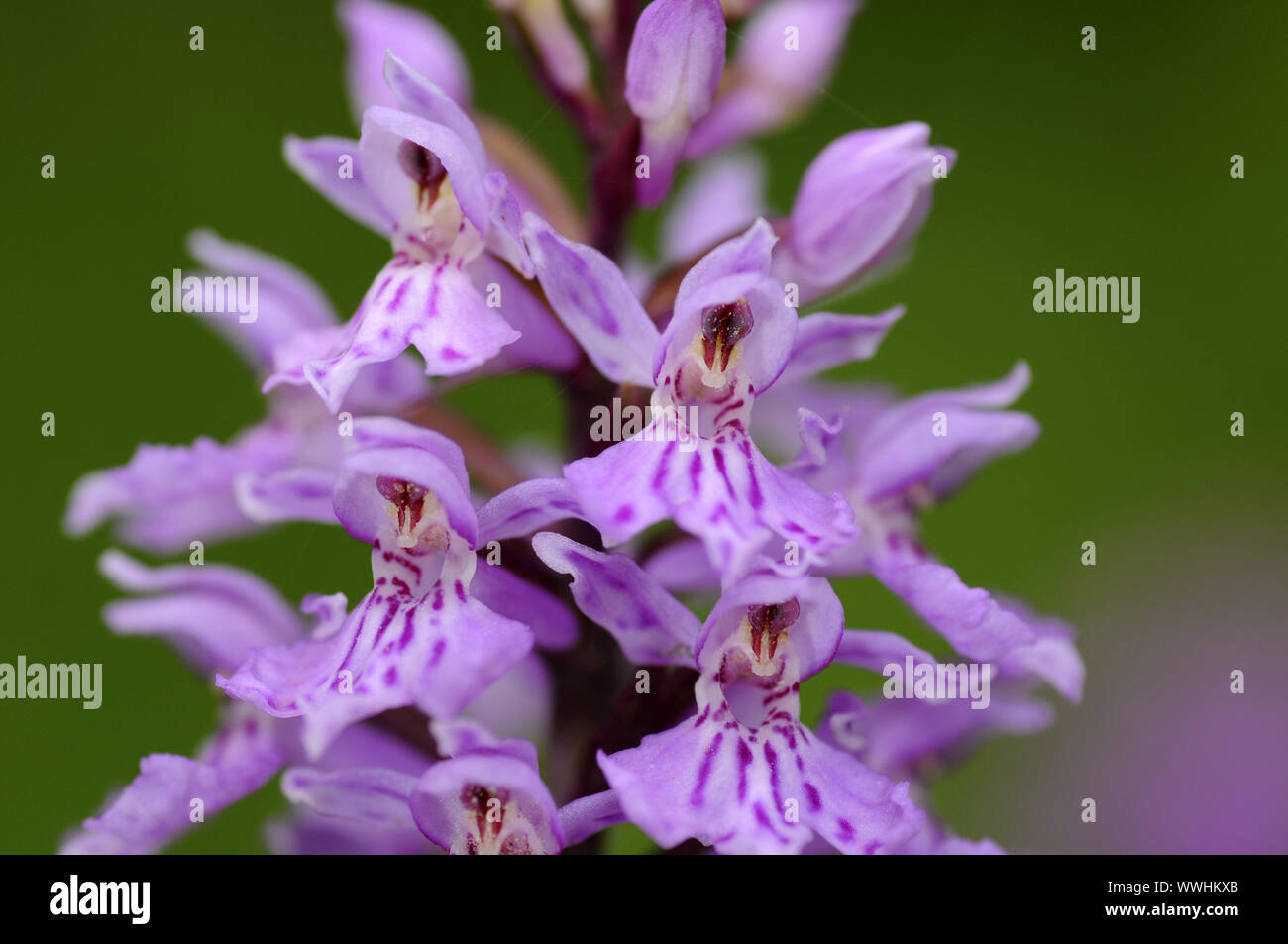 Orchid beschmutzt, Dactylorhiza maculata Stockfoto