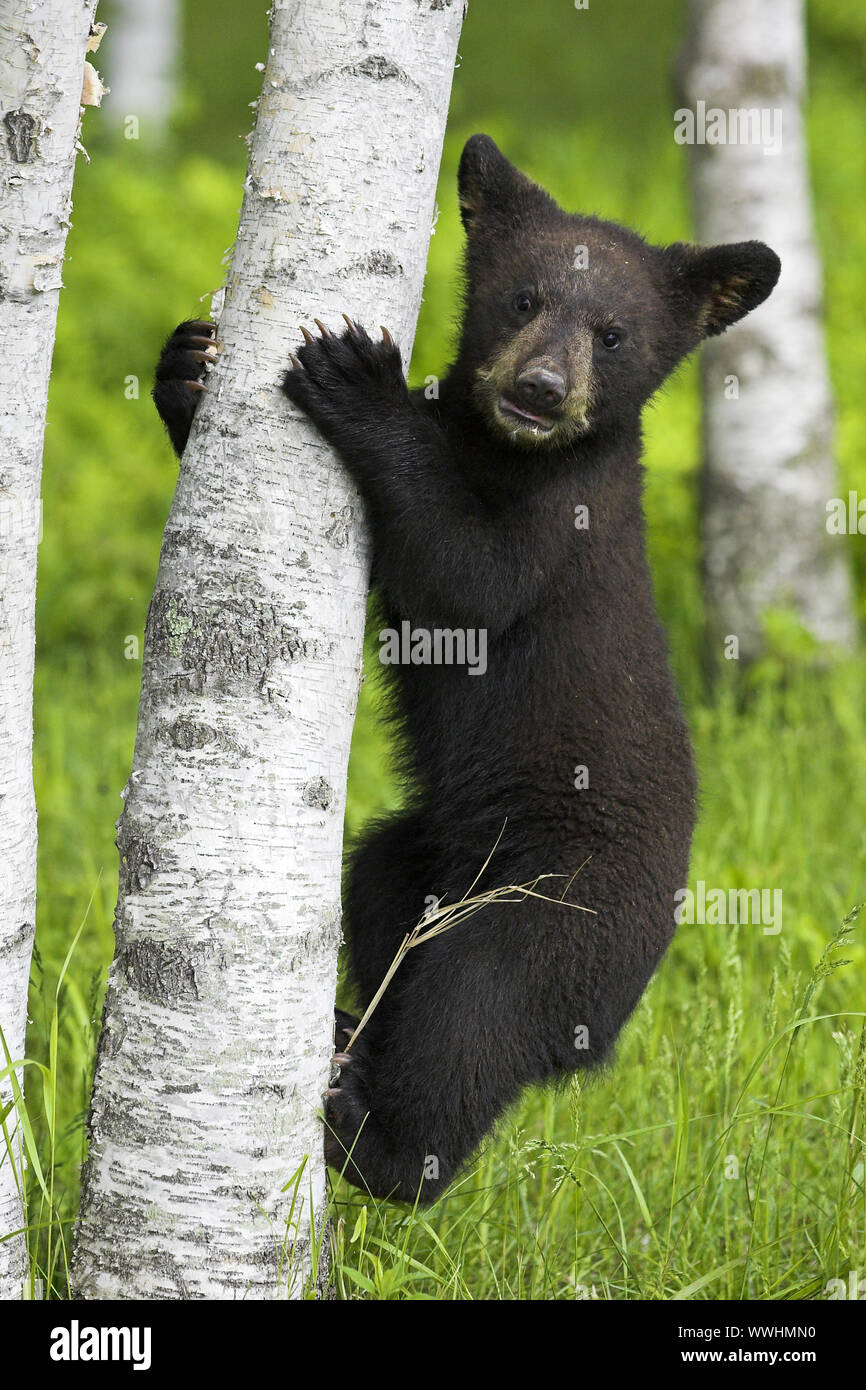 American Black Bear, Cub, Baribal, Ursus americanus, Schwarzer Bär, Jasper National Park, Kanada, Kanada, cub Stockfoto