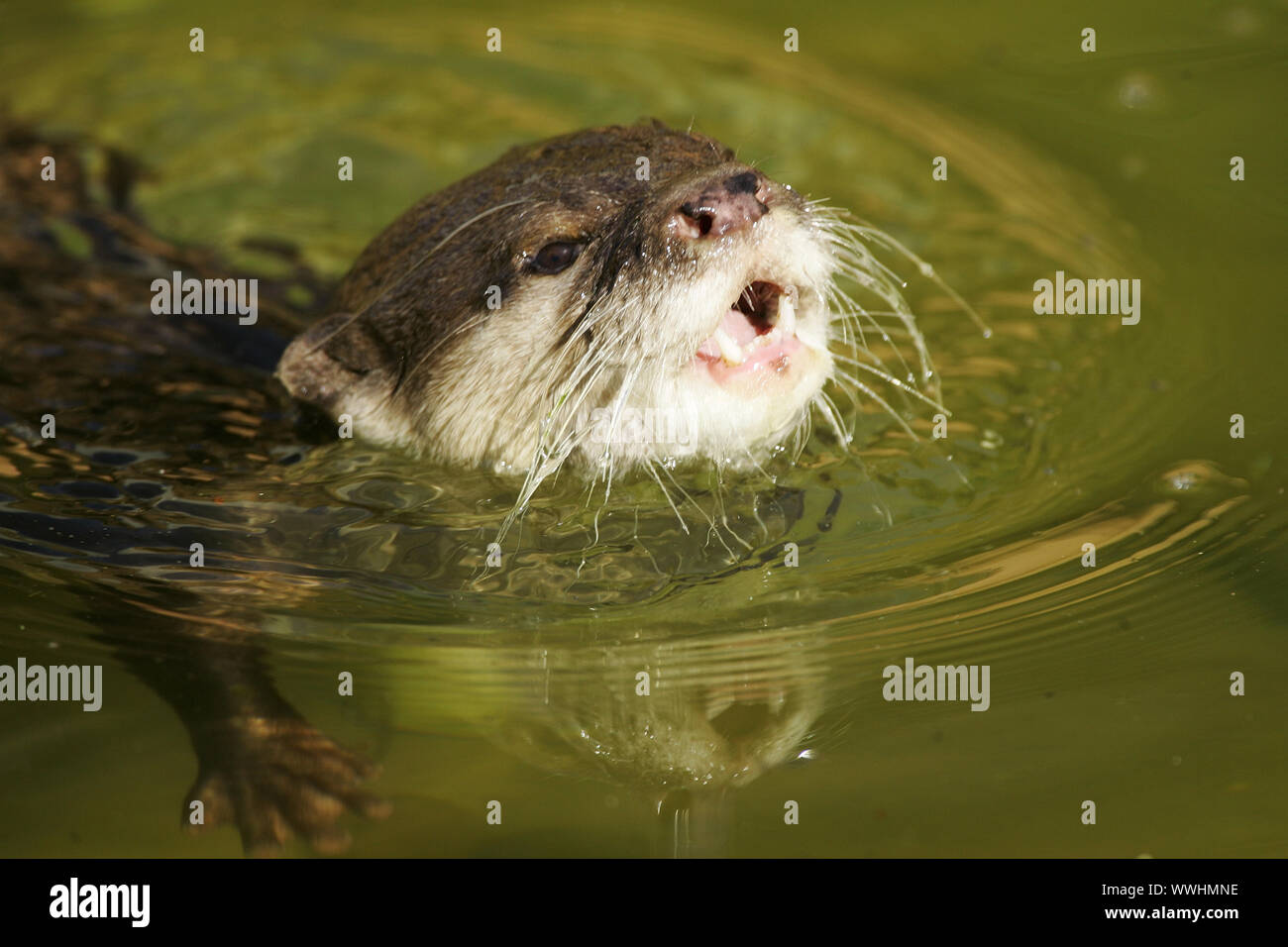 Zwergotter, Amblonyx cinereus, Orientalische kleine Krallen Otter, Asiatische Small - kratzte Otter Stockfoto