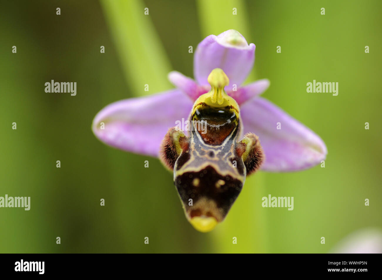 Snipewort Stockfoto