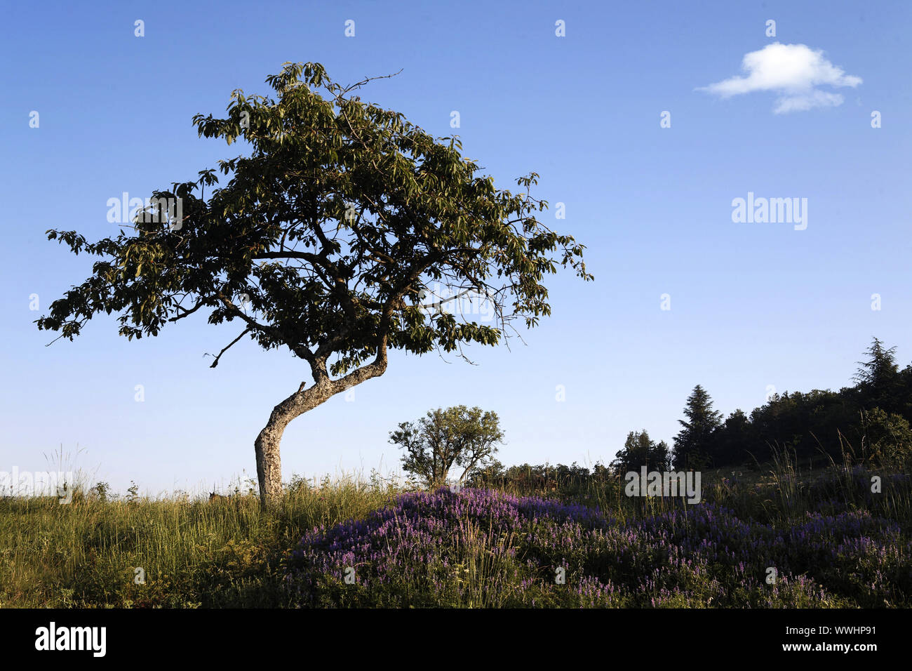 Am Morgen Stockfoto