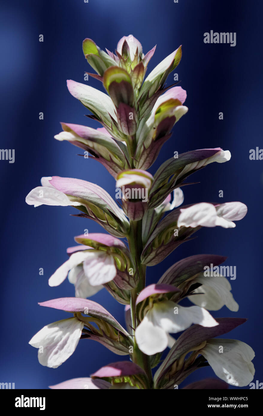 Weiche Acanthus Stockfoto