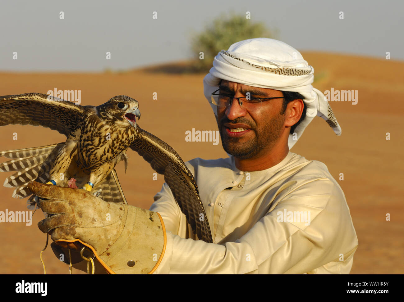 Arabische falconer mit Jagd Falken Stockfoto