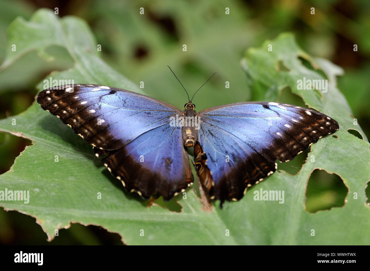 Blue Morpho Schmetterling Stockfoto