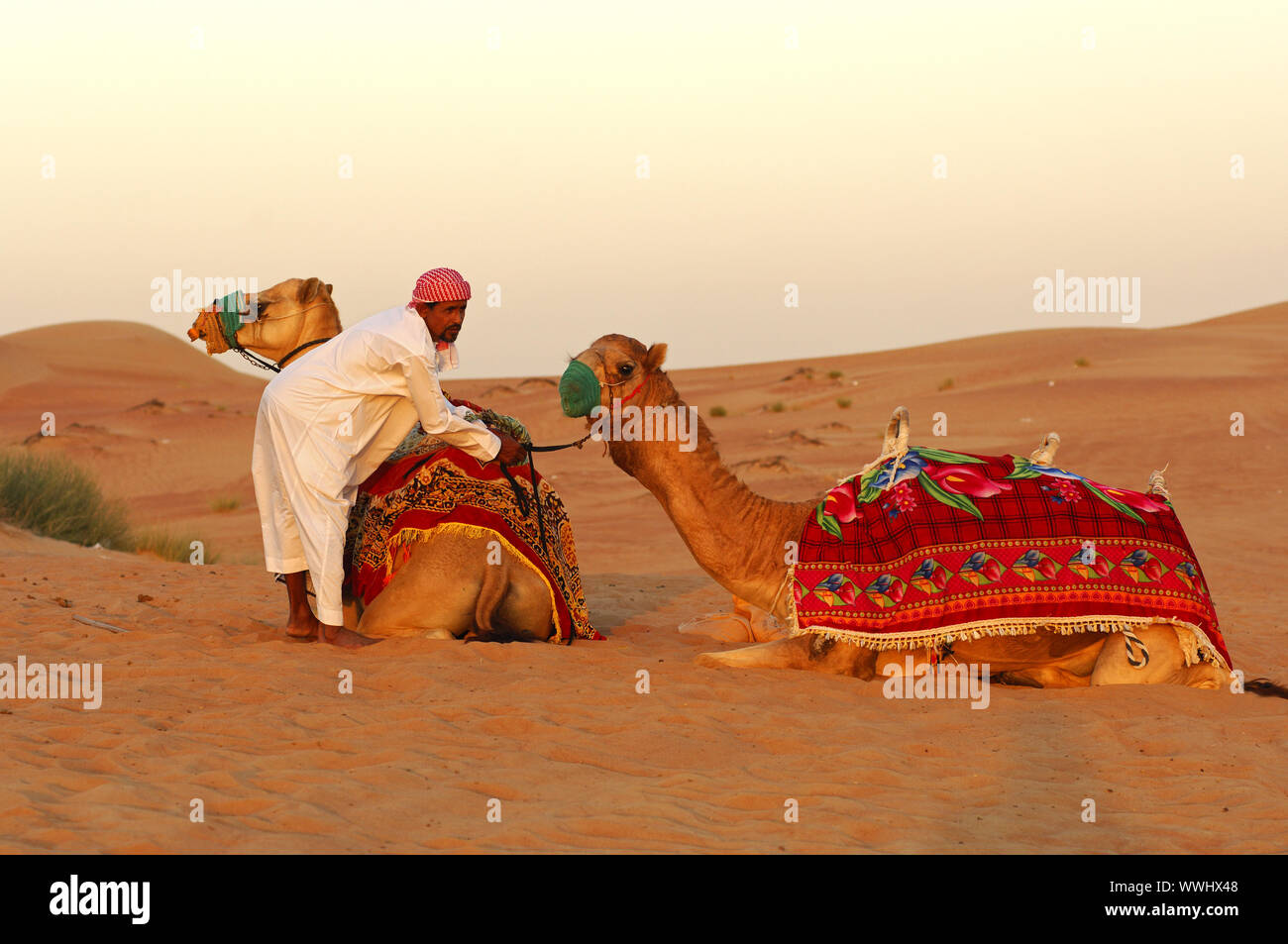 Kamel Guide mit Kamelen Stockfoto