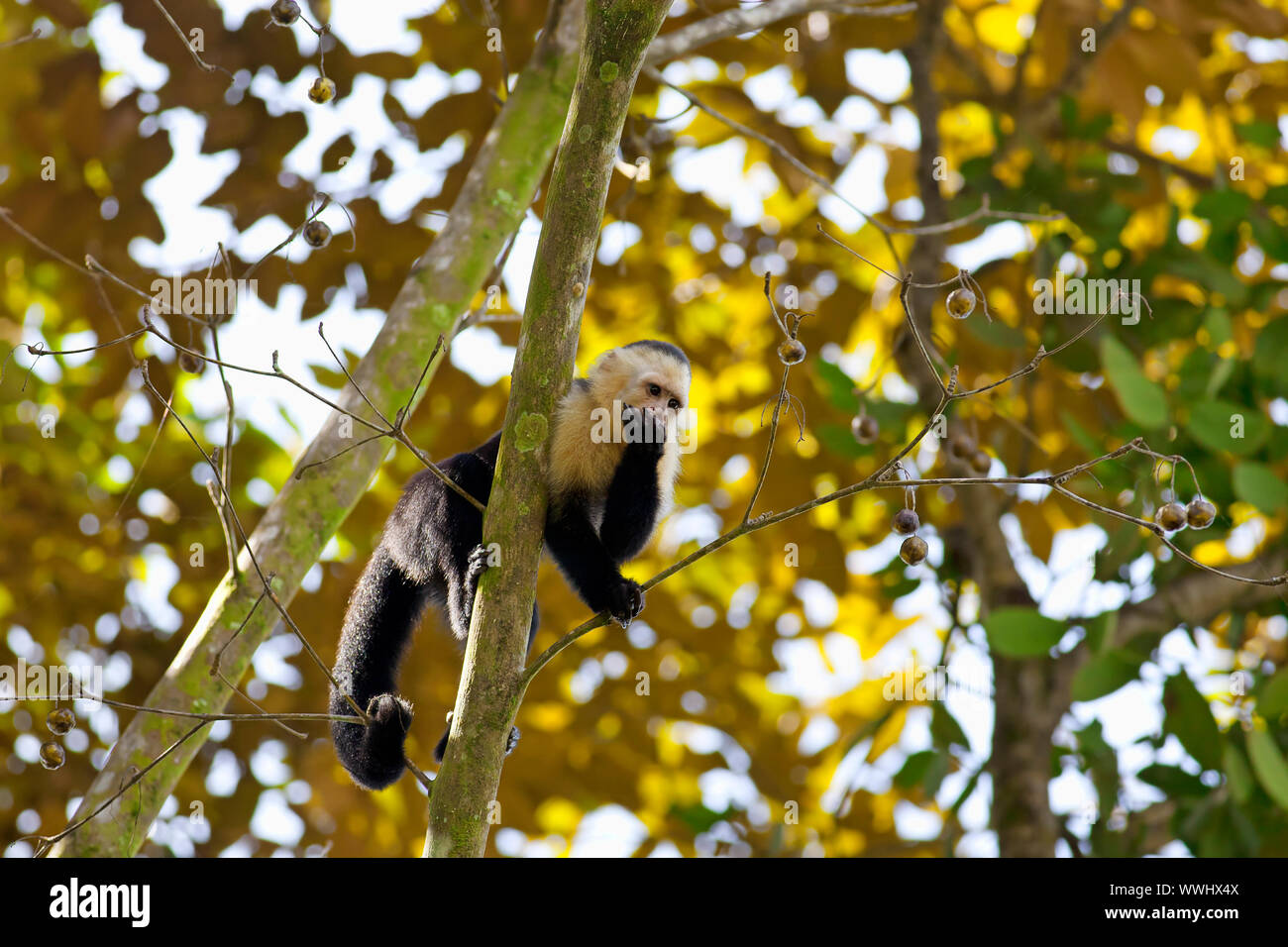 Weiß konfrontiert Kapuziner sitzen auf dem Baum, Manuel Antonio National Park Stockfoto