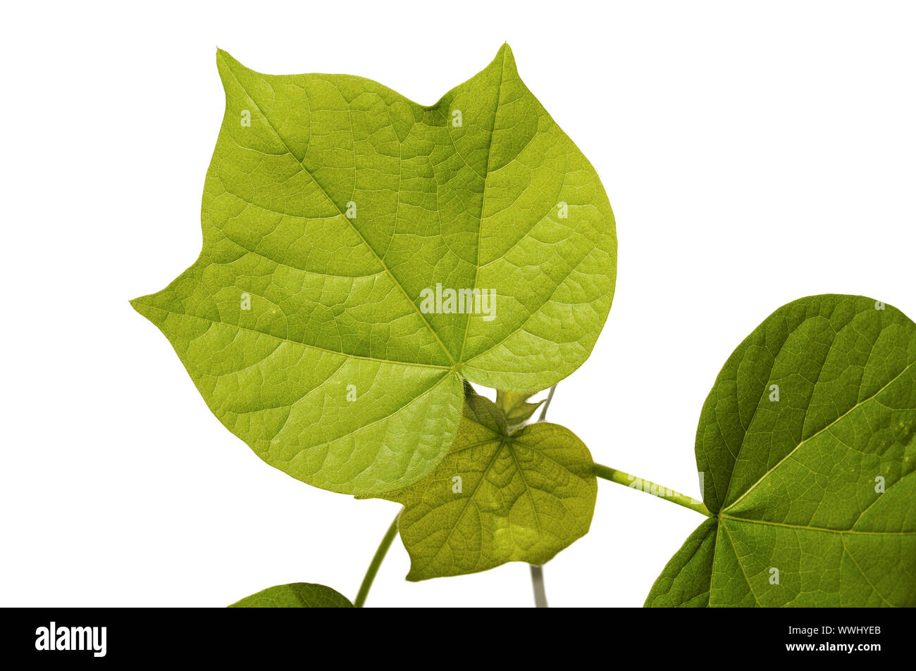 Gezahnte Blätter einer Baumwolle Stockfoto