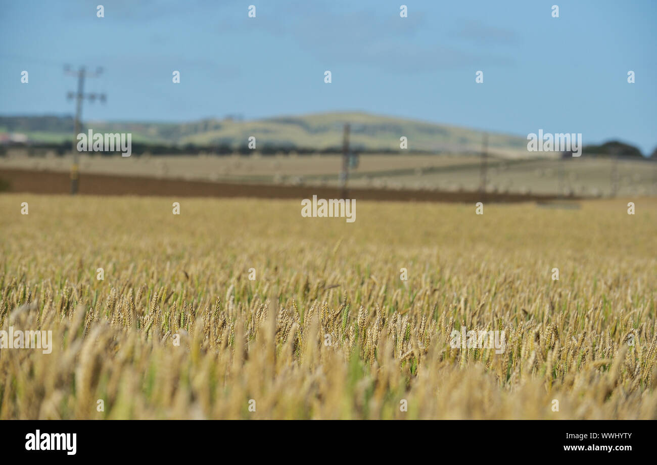 Weizenfelder in Fife, Schottland Stockfoto