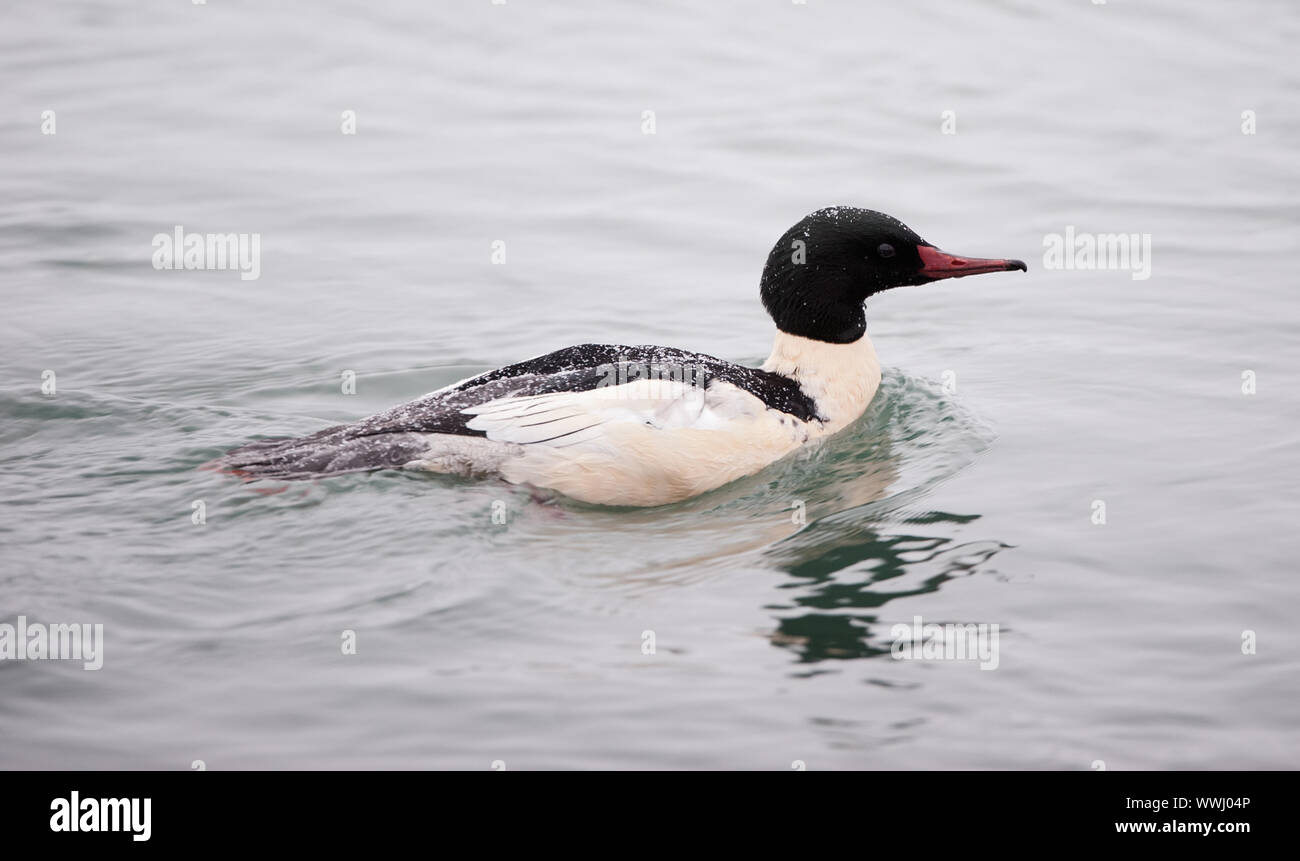 Gemeinsamen Prototyp (Mergus Prototyp) erwachsenen männlichen Schwimmen am Chilkat River Stockfoto