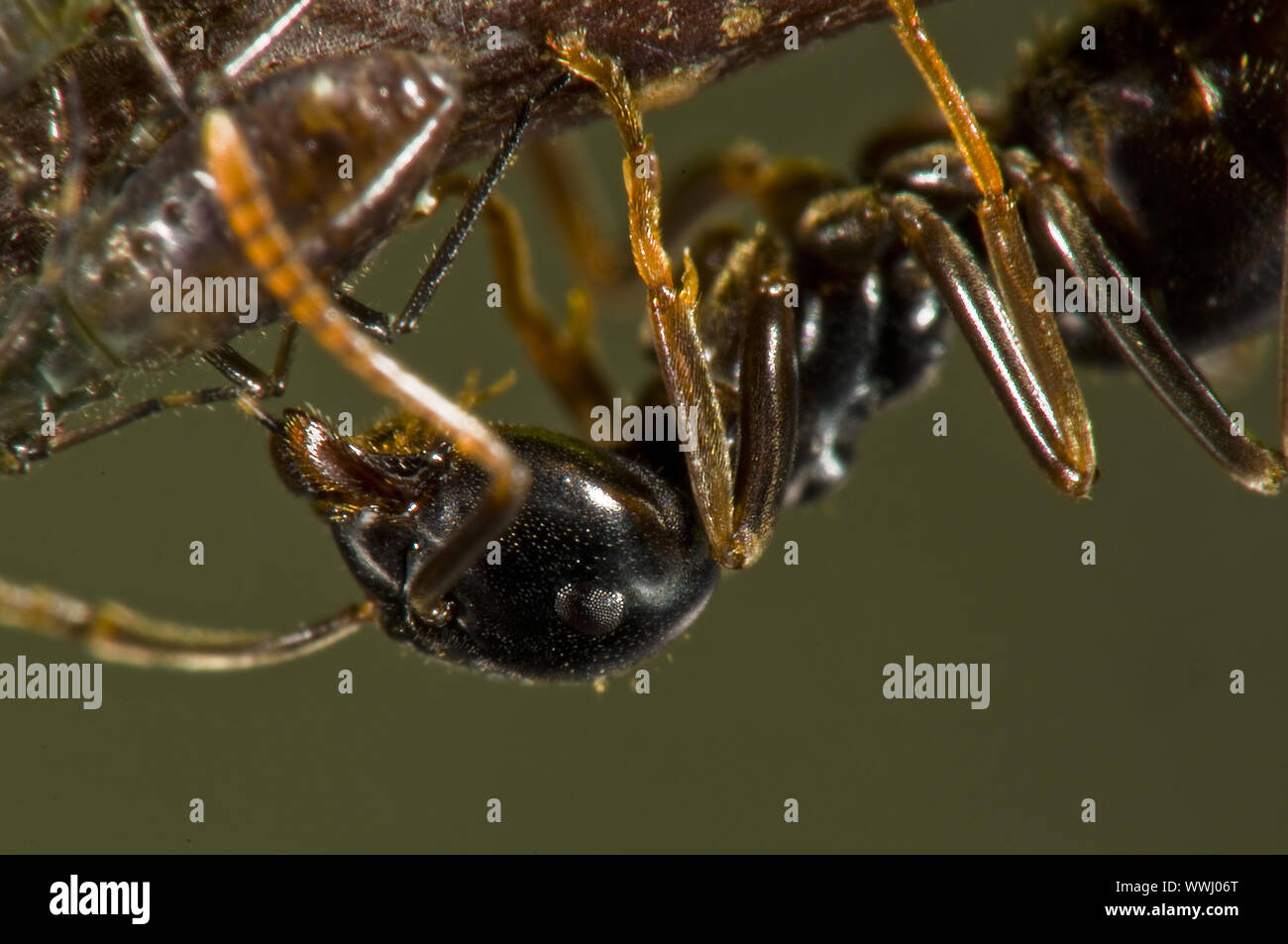 Ameisen melken Blattläuse Stockfoto
