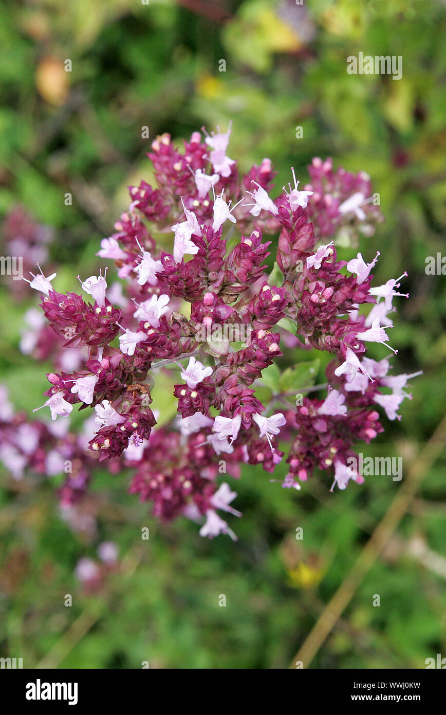 Wilder Thymian Stockfoto