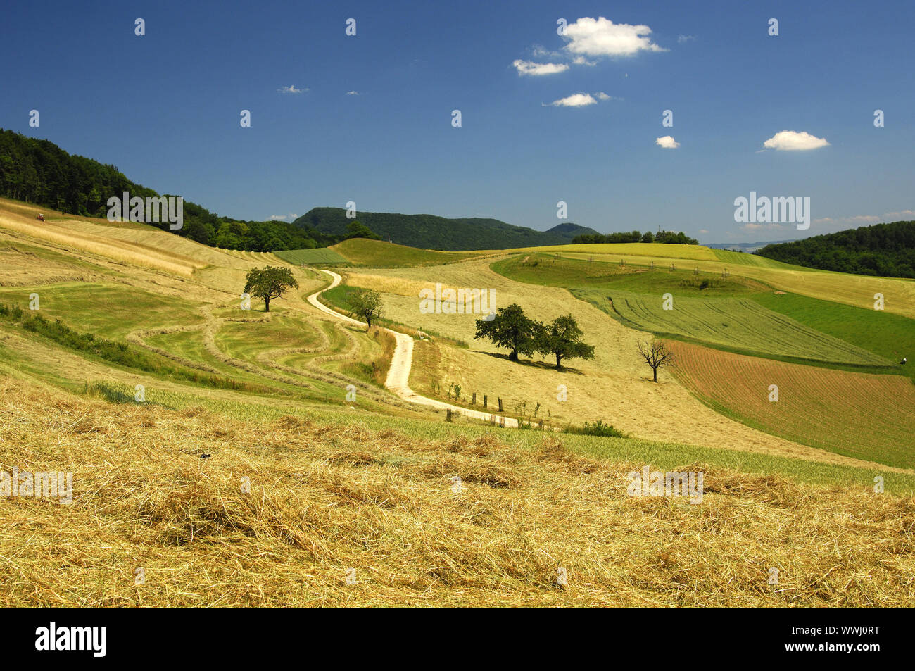 Hügelige Landschaft mit Feldern für die Ernte reif Stockfoto