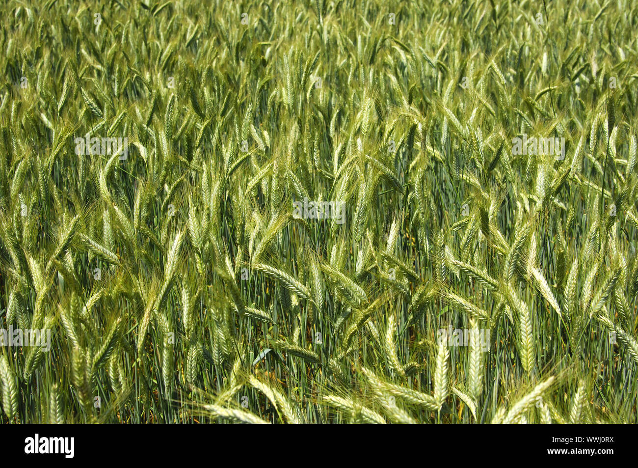 Unreife Ohren von Roggen Getreide Stockfoto