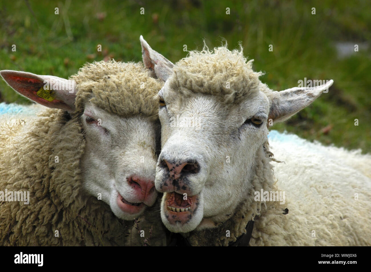 Zwei Schafe Tête-à-Tête Stockfoto
