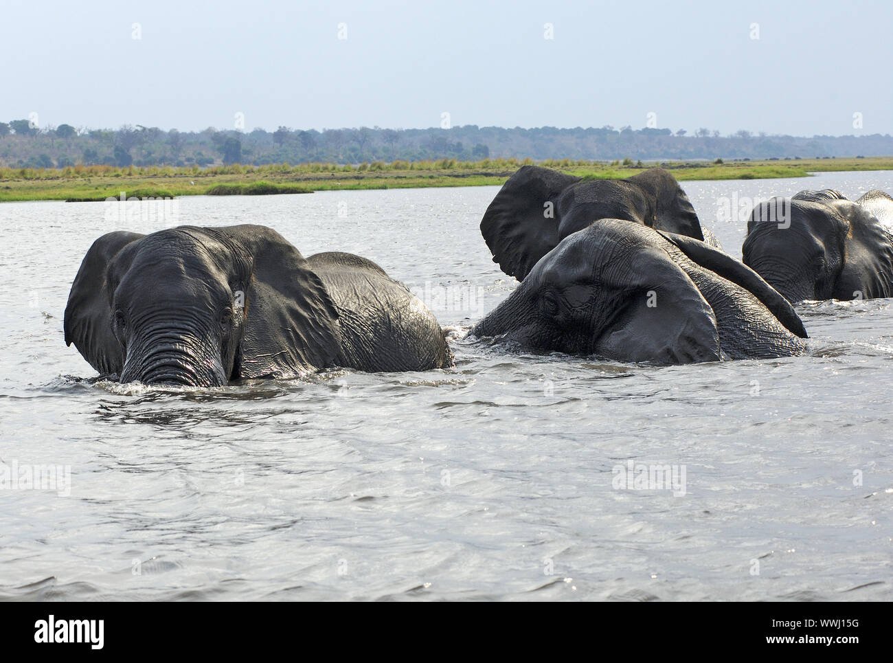 Afrikanische Elefanten baden in der Chobe River Stockfoto