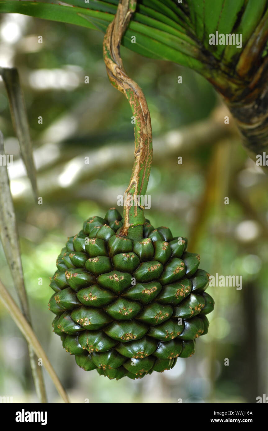 Frucht der Schraube Baum Stockfoto