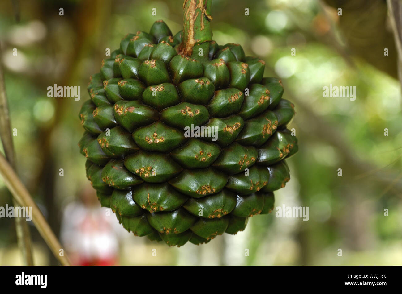 Frucht der Schraube Baum Stockfoto