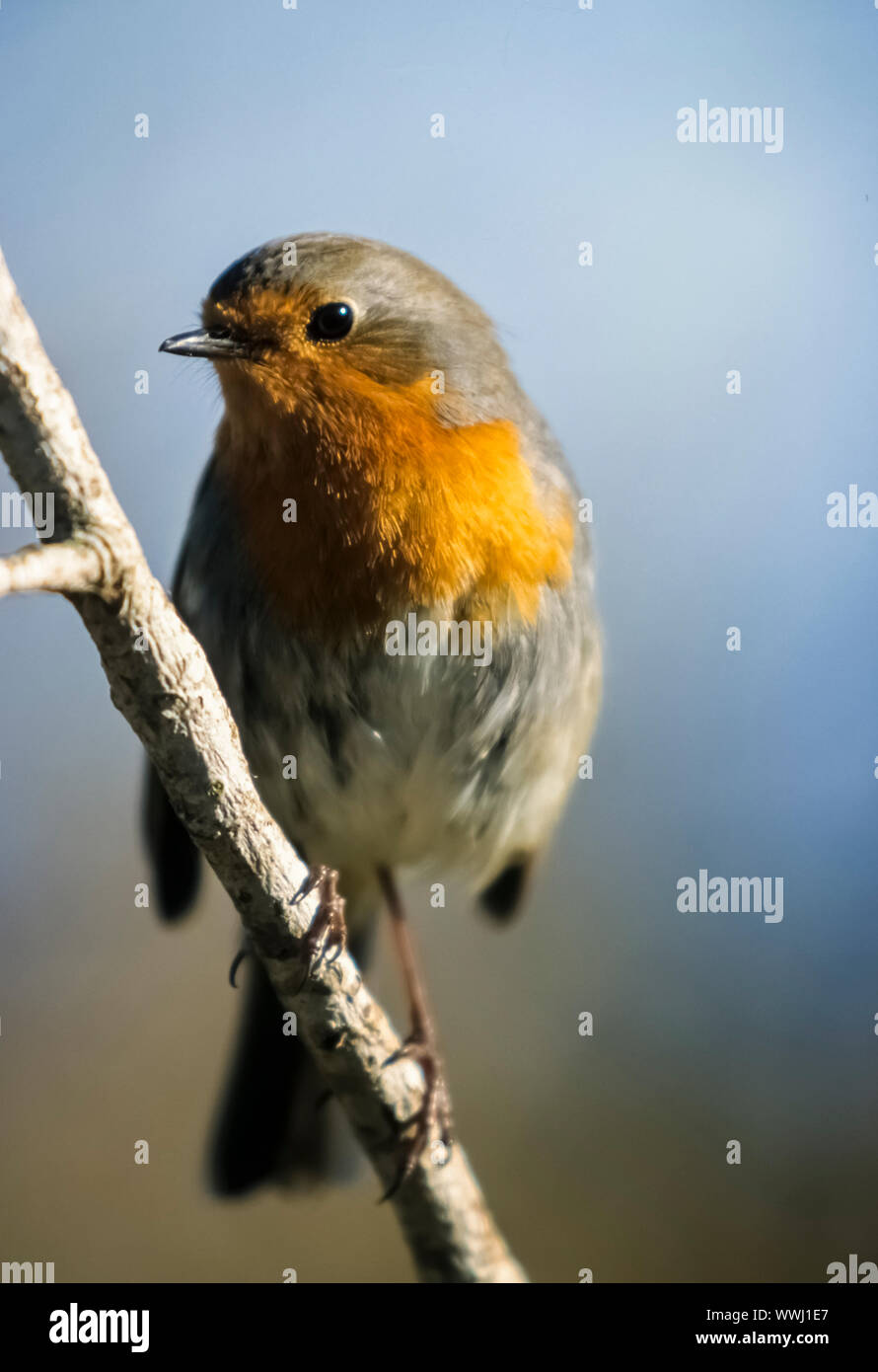 Europäische Robin - Erithacus rubecula -, Girona, Spanien Stockfoto