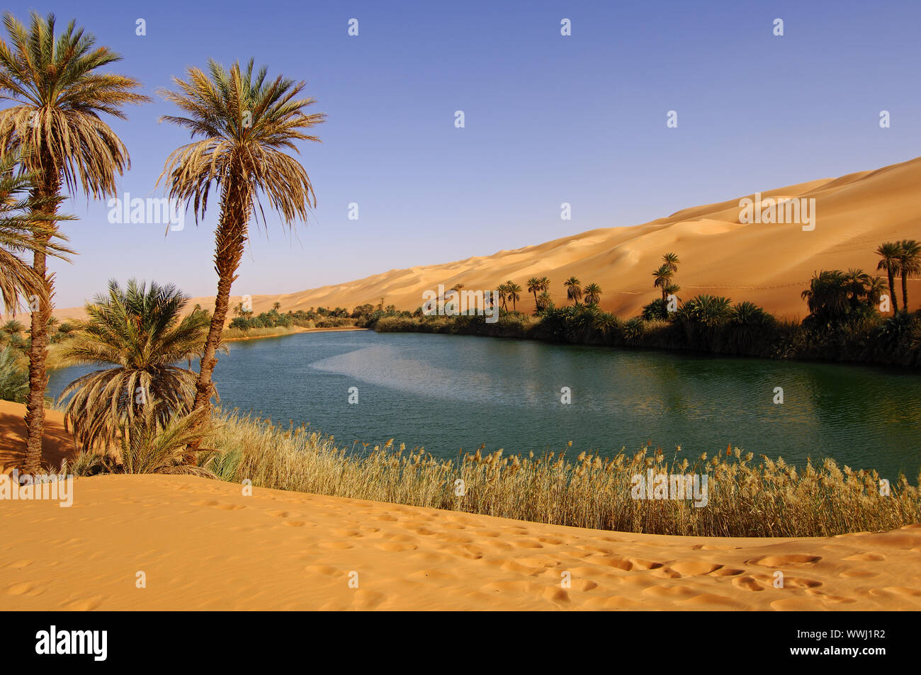 Palmen am Um el Maa Wüste See Stockfoto Palmen am Um el Maa Wüste See Stockfoto