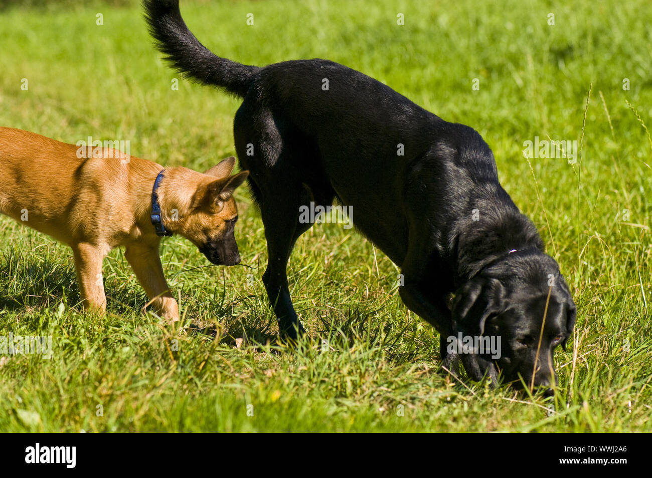 Malinois und Labradormix entdecken Sie die Welt Stockfoto