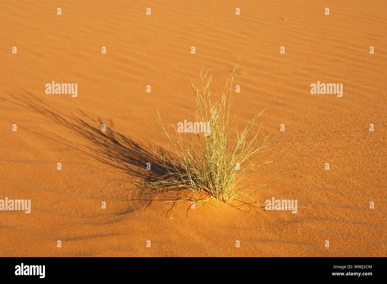 Wüstenvegetation wirft Schatten, Sahara Stockfoto