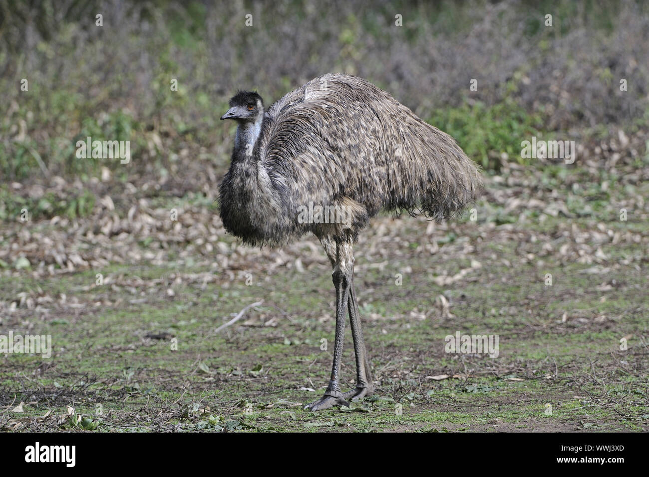 Emu (Dromaius novaehollandiae), Stockfoto