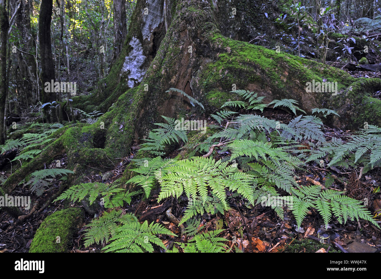 Typische Wurzeln eines Urwald Riesen mit Farnen in Lamington np tippen, Australien Stockfoto