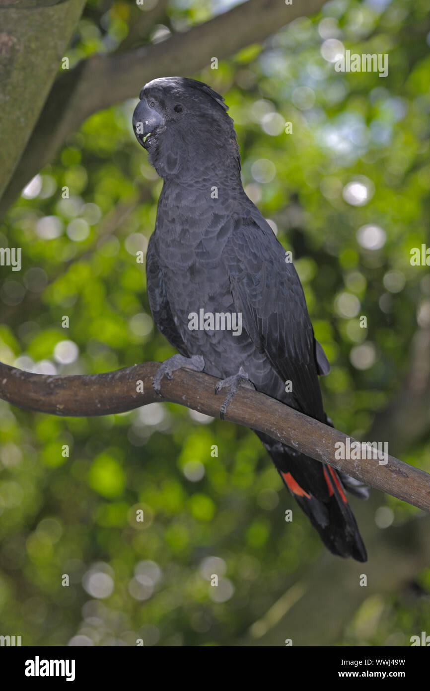 Schwarz Rot-tailed Kakadu, Calyptorhynchus banksii, Queensland, Australien Stockfoto