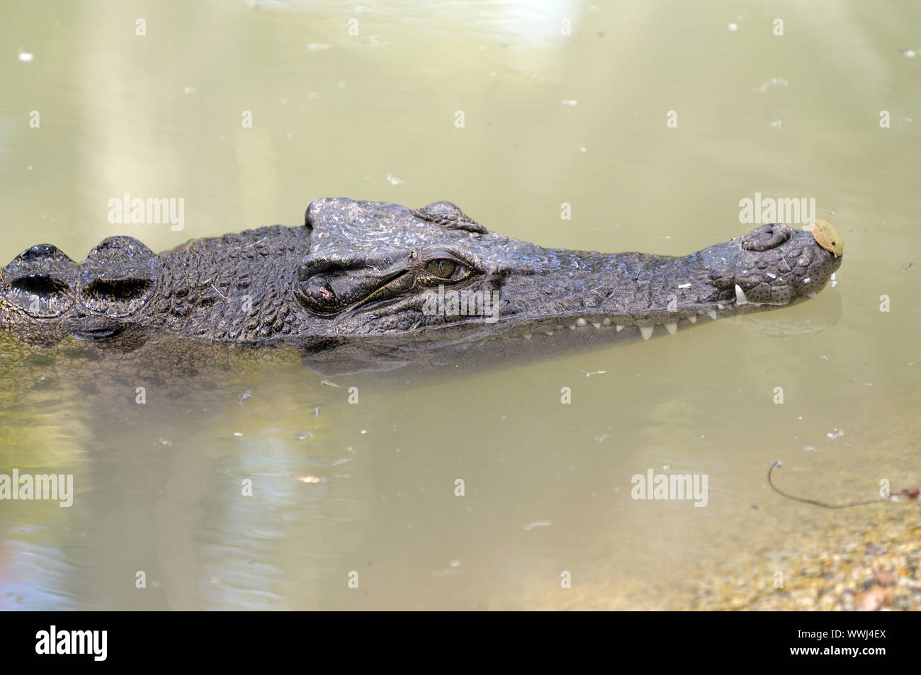 Salzwasser Krokodil, Inguinalen Krokodil, Crocodylus porosus, Queensland, Australien Stockfoto