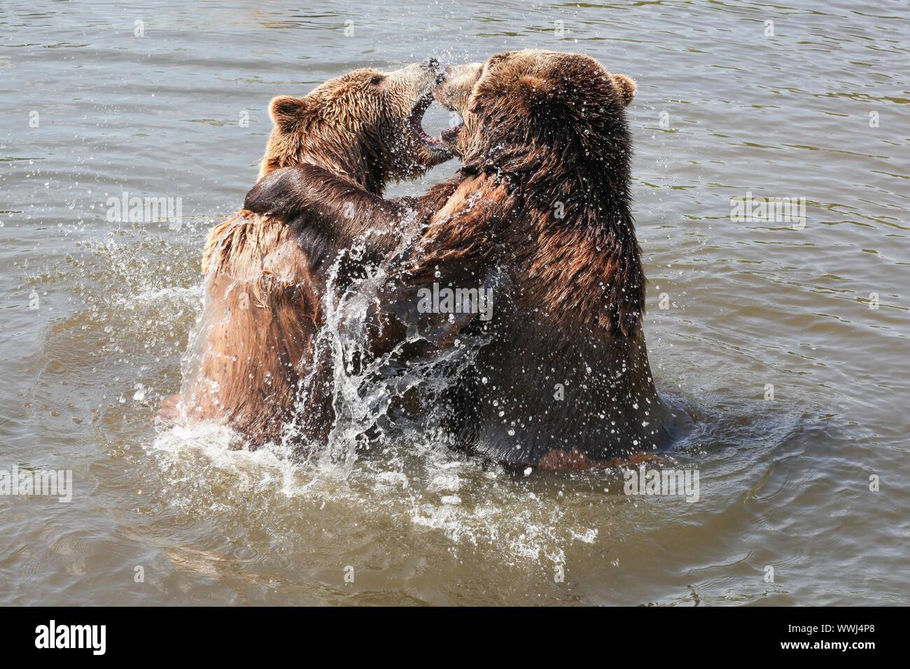 Braunbären im Wasser spielen Stockfoto