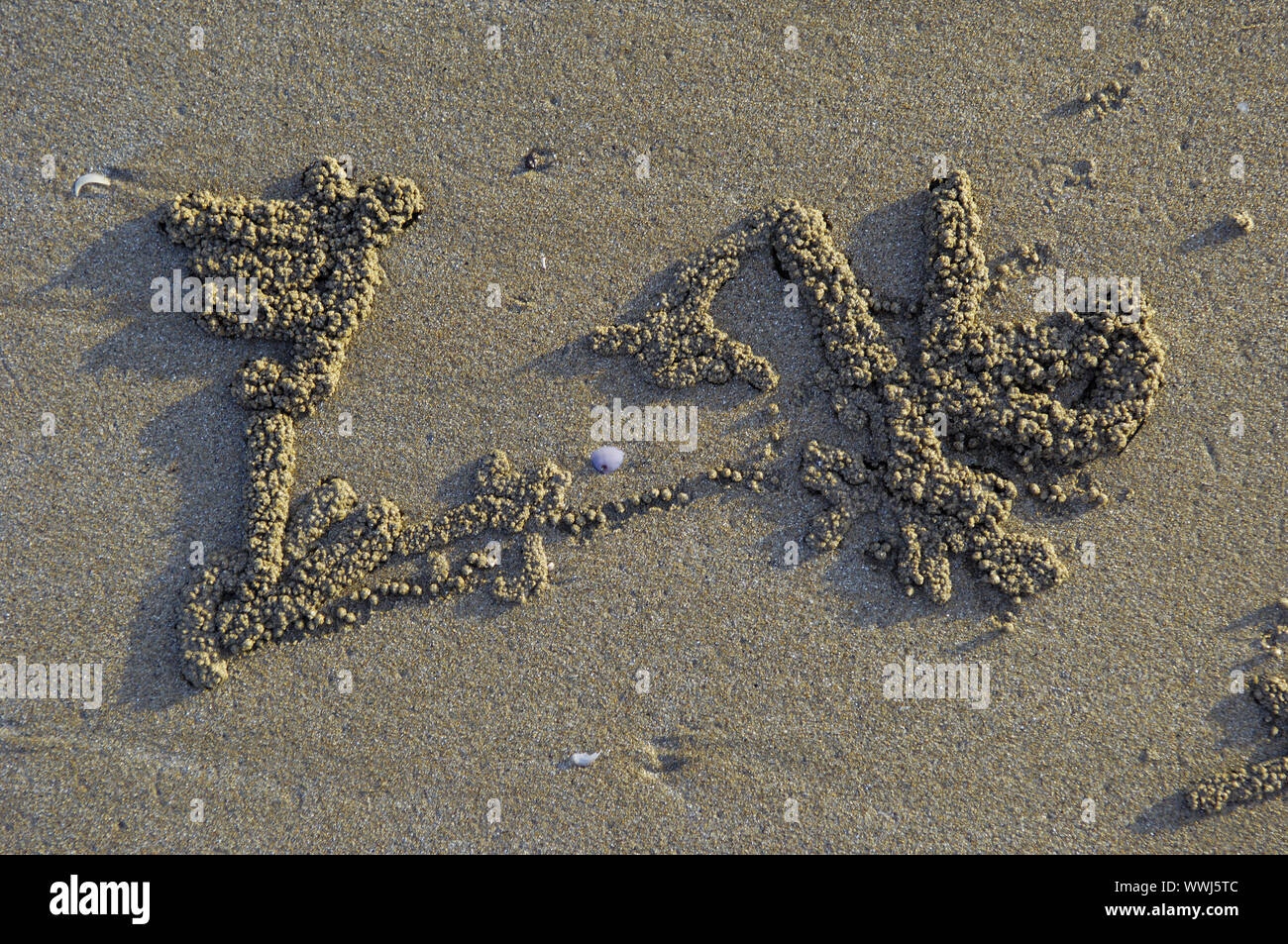 Sand Bälle der sand Crab, Scopimera inflata, am Strand von Darwin bei Sonnenuntergang, Nothern Territory, Australien Stockfoto