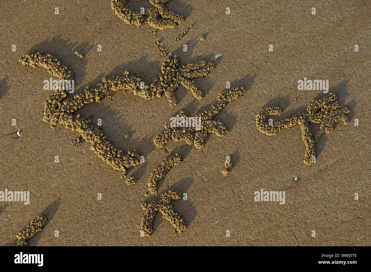 Sand Bälle der sand Crab, Scopimera inflata, am Strand von Darwin bei Sonnenuntergang, Nothern Territory, Australien Stockfoto