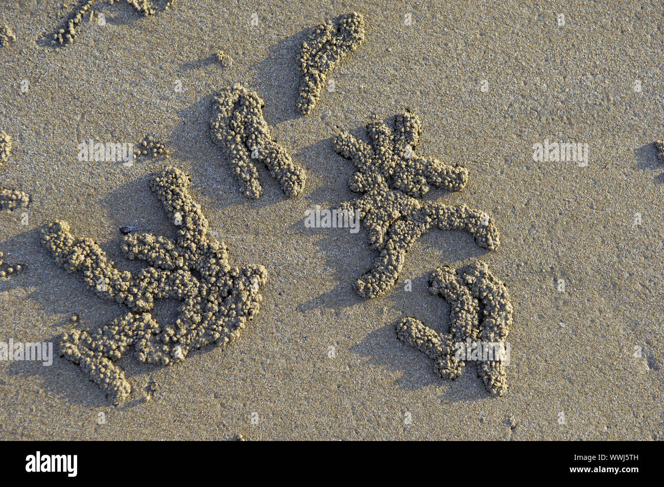 Sand Bälle der sand Crab, Scopimera inflata, am Strand von Darwin bei Sonnenuntergang, Nothern Territory, Australien Stockfoto