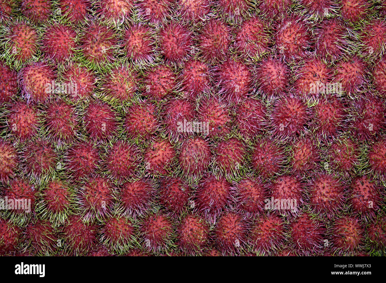 Rambutan, Nephelium lappaceum Stockfoto