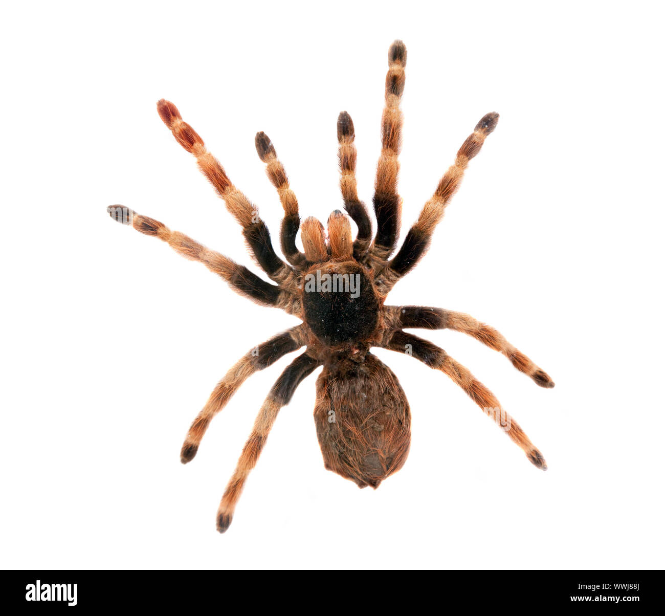 Große haarige Spinne isoliert auf Weiss. Ansicht von oben Stockfotografie -  Alamy