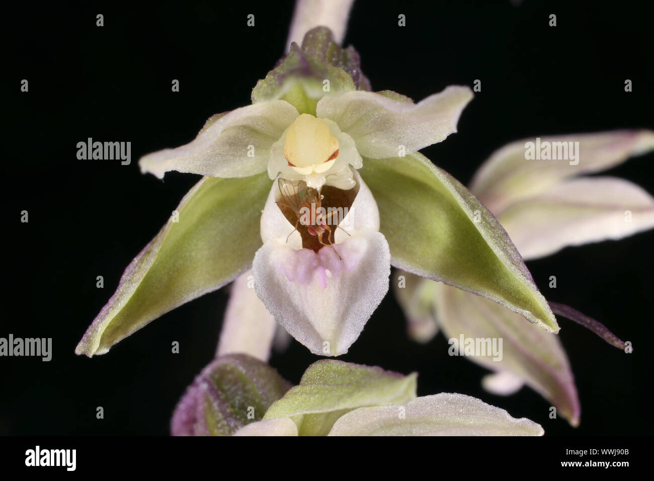 - Wild Orchid Epipactis purpurata Stockfoto