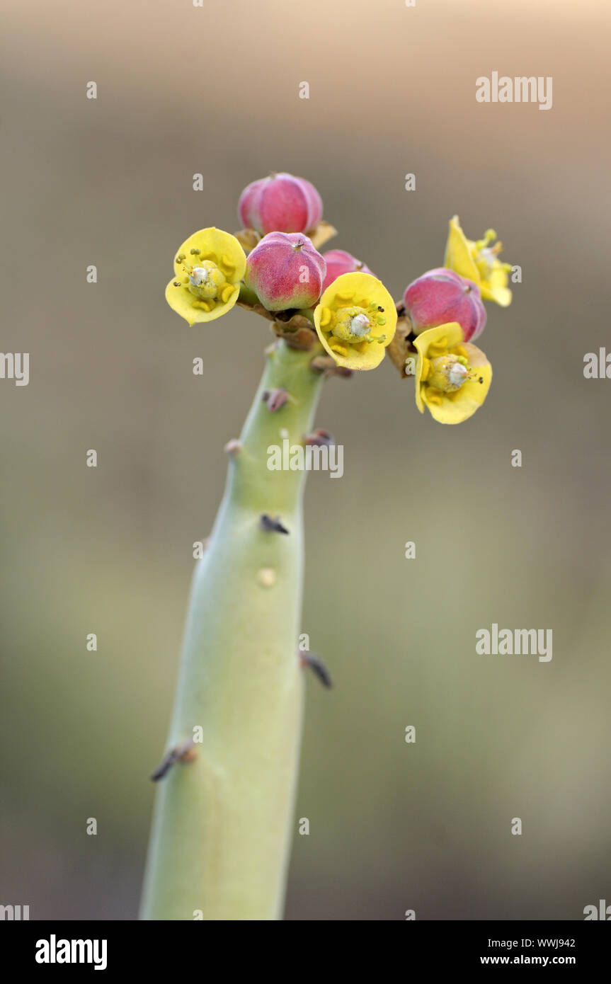 Blütenstand mit Früchten, Euphorbia dregeana Stockfoto